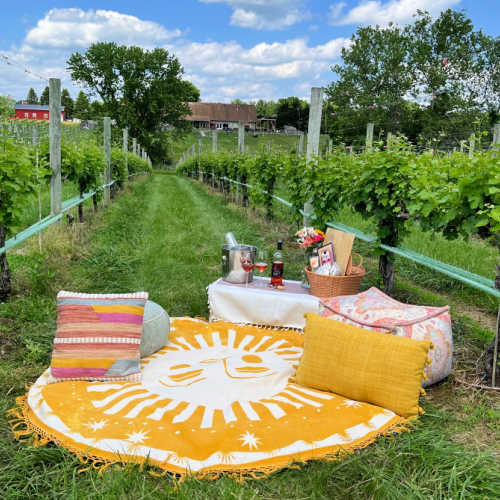 vineyard picnics